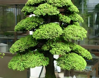 Buy Abies Alba Seeds, White European Silver Fir Tree Online in India - Etsy