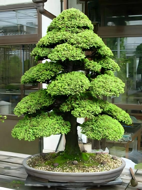 standort bonsai ficus Bonsai Ficus 'Ginseng' - Ficus microcarpa ginseng main image 1