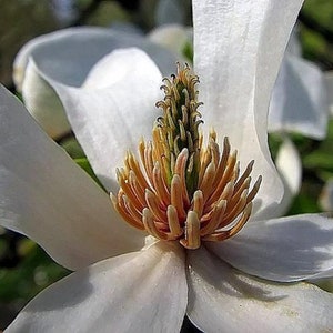 Magnolia Kobus, stellata star estrellada / Magnolia soulangeana, Saucer 10 Seeds image 3