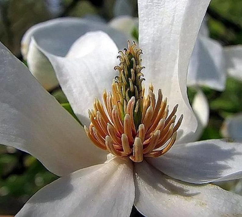 Magnolia Kobus, stellata star estrellada / Magnolia soulangeana, Saucer 10 Seeds image 3