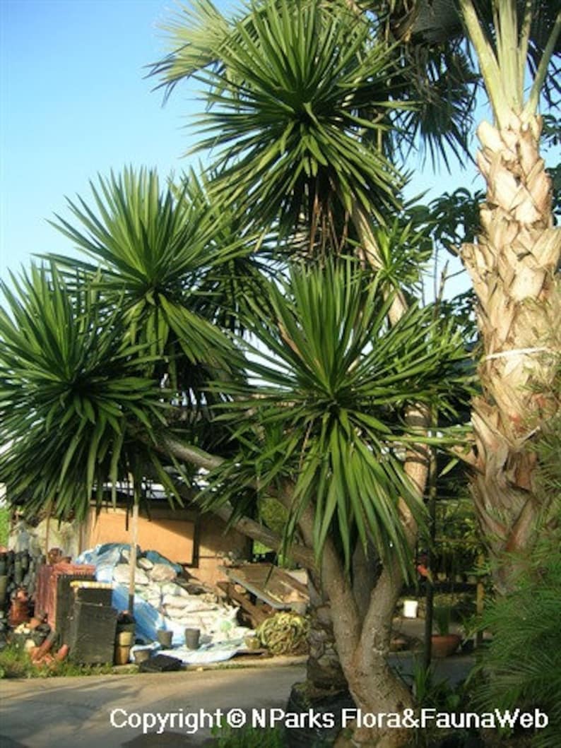 Dracaena Cochinchinensis Thai Dragon Tree 5 Seeds Etsy Canada dracaena-cochinchinensis-thai-dragon-tree-5-seeds-etsy-canada