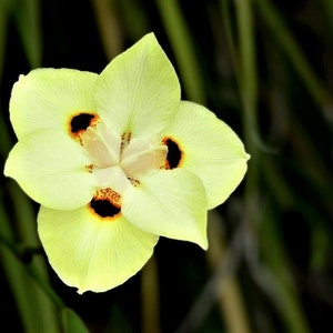 10 Dietes Bicolor Seeds YELLOW AFRICAN IRIS Fortnight Lily Butterfly Flag Flower Seeds image 10
