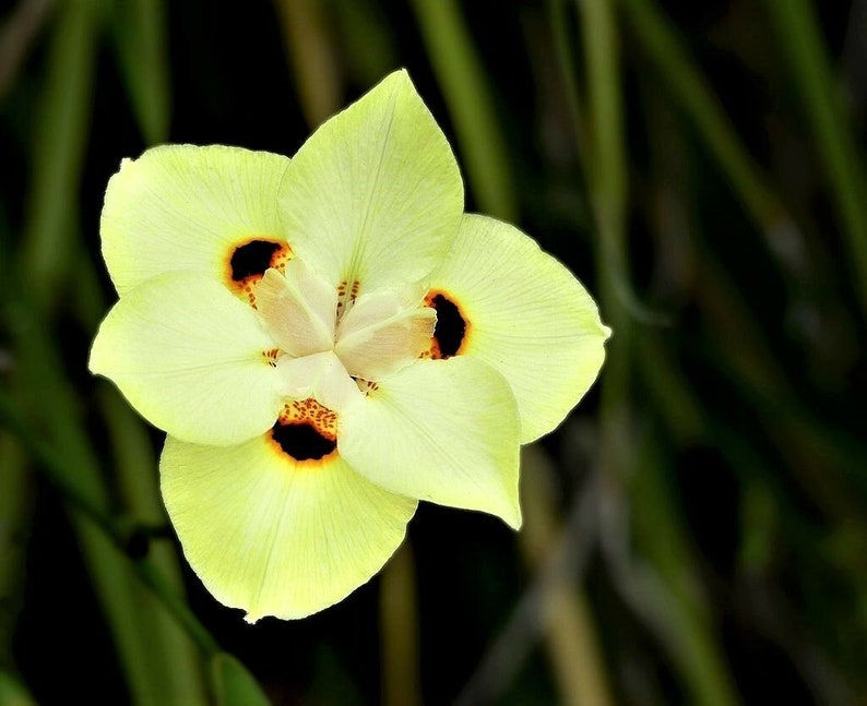 10 Dietes Bicolor Seeds YELLOW AFRICAN IRIS Fortnight Lily Butterfly Flag Flower Seeds image 10