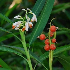 Könnte beinhalten: Nahaufnahme einer Pflanze mit weißen und orangefarbenen Blüten und roten Beeren. Die Pflanze hat lange, grüne Blätter.