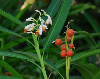Alpinia galanga 10 Sementes, Galanga Maior, Gengibre Siamês/Tailandês, Ervas e Especiarias