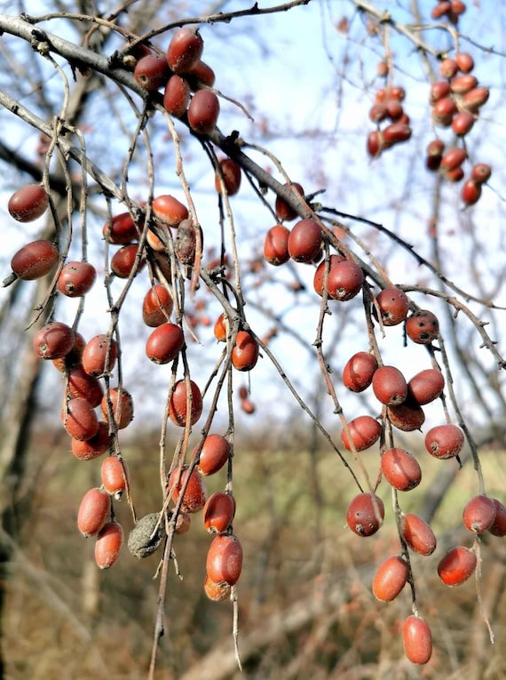 Elaeagnus angustifolia Samen, Russischer Olivenbaum, Silberbeere, Oleaster  - Etsy sterreich