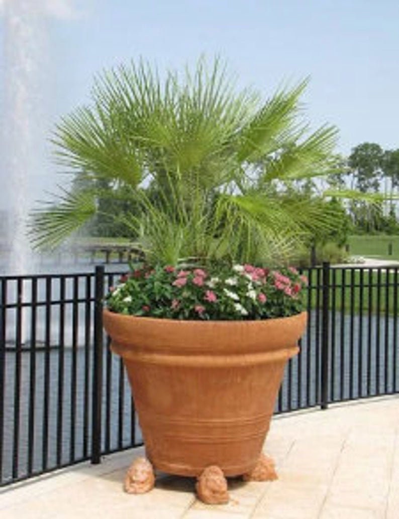 希少・耐寒性】ウチワヤシ（Chamaerops humilis） 希少・耐寒性