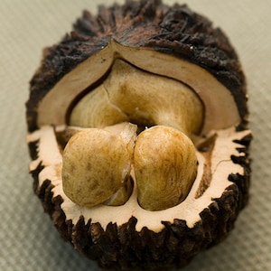 Juglans nigra Seeds, Black Walnut, Nut Tree