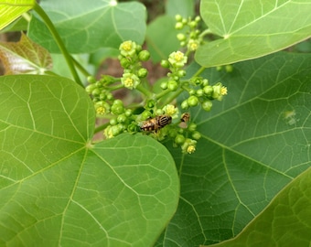 Jatropha curcas Seeds - Physic Nut, Barbados Nut - 5 seeds