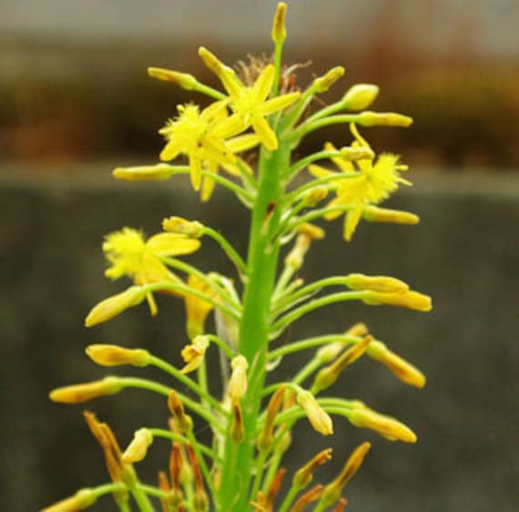 Details about   Bulbine natalensi rooiwortel rare exotic medicinal succulent flowering 10 seeds 