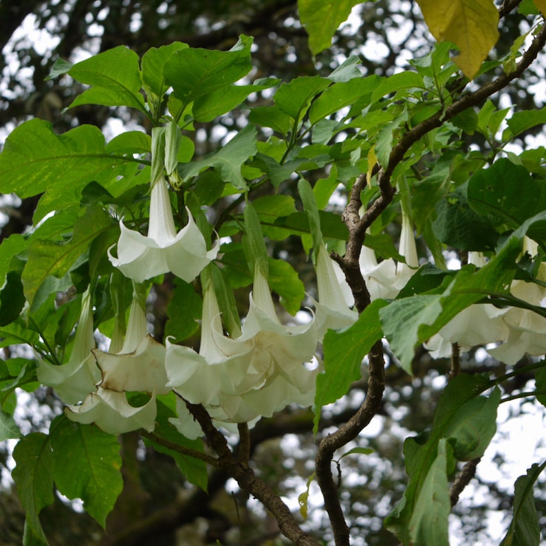 Brugmansia arborea Angel Trumpet Trompe of Angels Tree Flower Venus 20 Seeds image 10