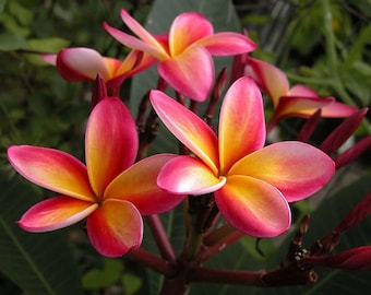 Plumeria Rubra - Frangipani "Arco Iris Intenso" - 5 Semillas Frescas