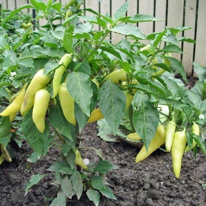 Capsicum annuum Sweet Banana HEIRLOOM BANANA PEPPER Vegetable 50 Seeds image 6