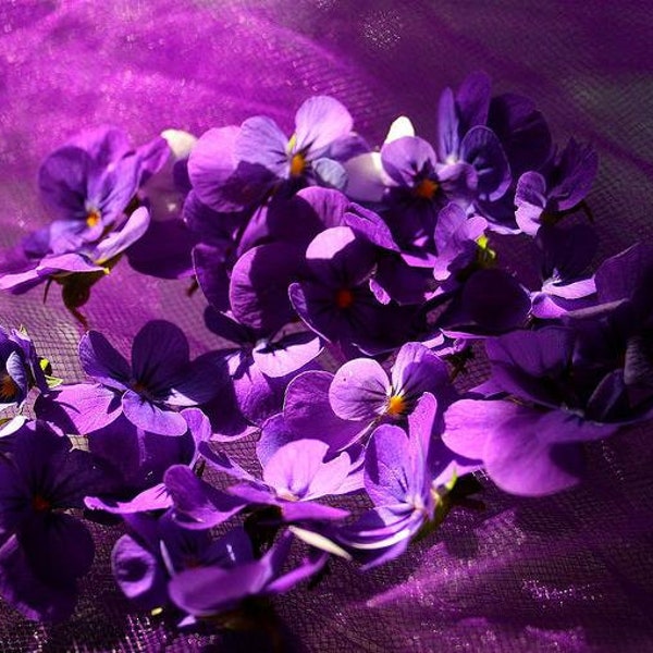 Viola Odorata - Sweet Violet, The Czar - 30 Seeds