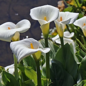 Zantedeschia aethiopica * Lily of the Nile * white Calla Richardia africana 10 Seeds