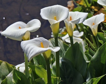 Zantedeschia aethiopica * Lily of the Nile * white Calla Richardia africana 10 Seeds