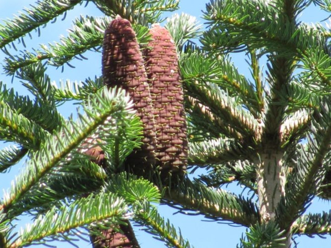 ノルドマンモミ（Abies Nordmanniana）、クリスマスツリー、コーカサス