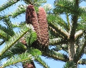 ノルドマンモミ（Abies Nordmanniana）、クリスマスツリー、コーカサス