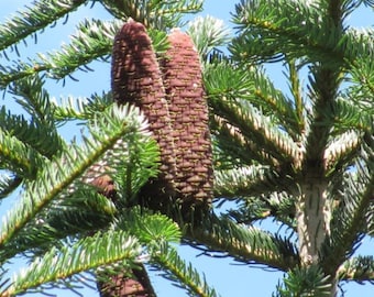 il_340x270.2565723911_9y01.jpg