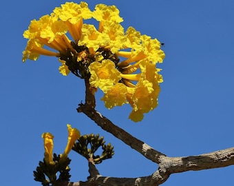 Peut inclure: Un bouquet de fleurs jaunes vibrantes en forme de trompette fleurissant sur une branche d'arbre brune texturée contre un ciel bleu clair. Les fleurs sont groupées en un arrangement dense et arrondi, avec des bourgeons vert foncé.