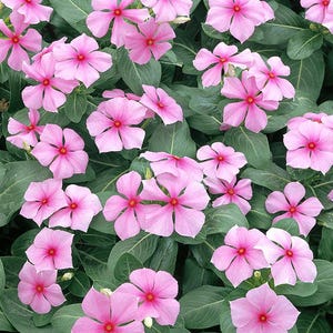 Könnte beinhalten: Nahaufnahme einer Gruppe von rosa Blüten der Immergrünen Pflanze. Die Blüten haben jeweils fünf Blütenblätter und sind in einer dichten Gruppe angeordnet. Die Blüten sind von grünen Blättern umgeben.