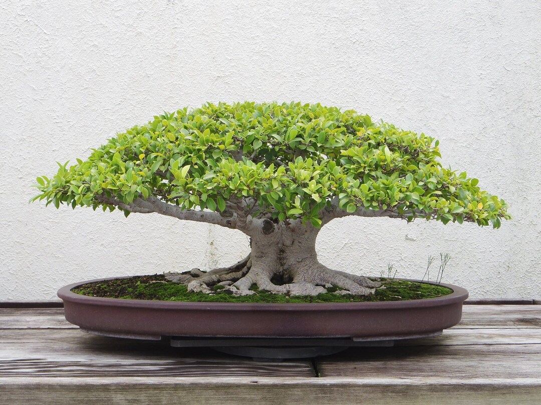 ホワイトイチジクの木の種子 200 Ficus virens - 観賞用熱帯植物盆栽