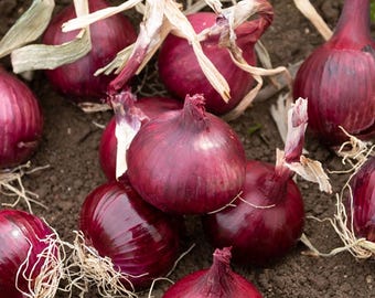 May include: A cluster of harvested red onions with deep purple-red skins and dried, light-coloured papery tops. The onions are round and bulbous, featuring visible root systems at the base, resting directly on dark, textured soil in a garden setting.