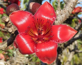 The Silk Cotton Tree Etsy