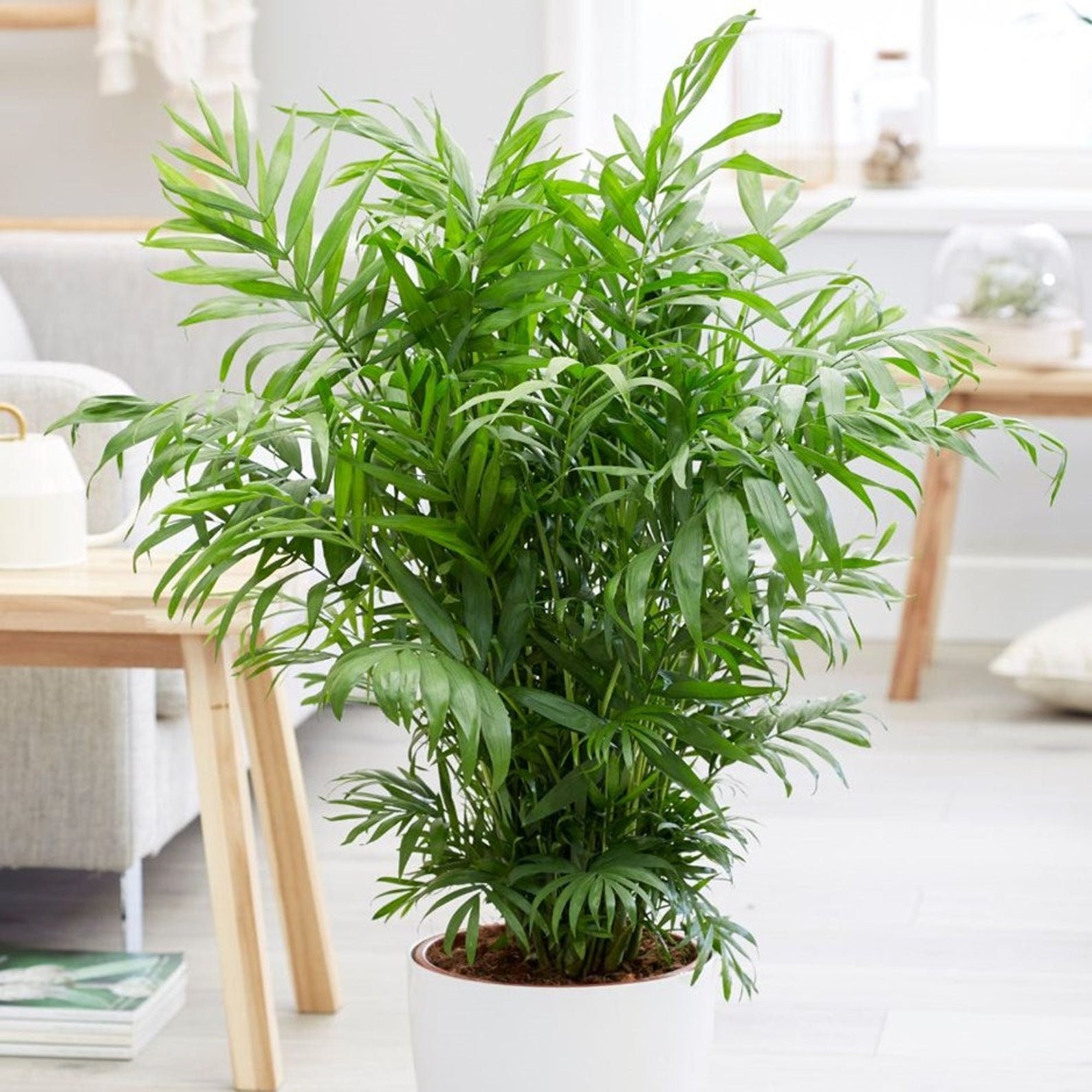20 Chamaedorea Seifrizii Indoor House Plant Seeds Bamboo Palm Plants
