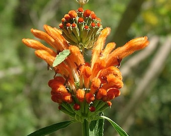 Leonotis leonurus 20 seeds - Lion's Tail - Wild Dagga