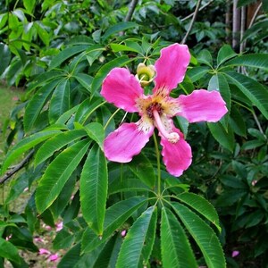 Chorisia speciosa 10 seeds seeds Ceiba speciosa Tree Bottle of false Kapok image 3