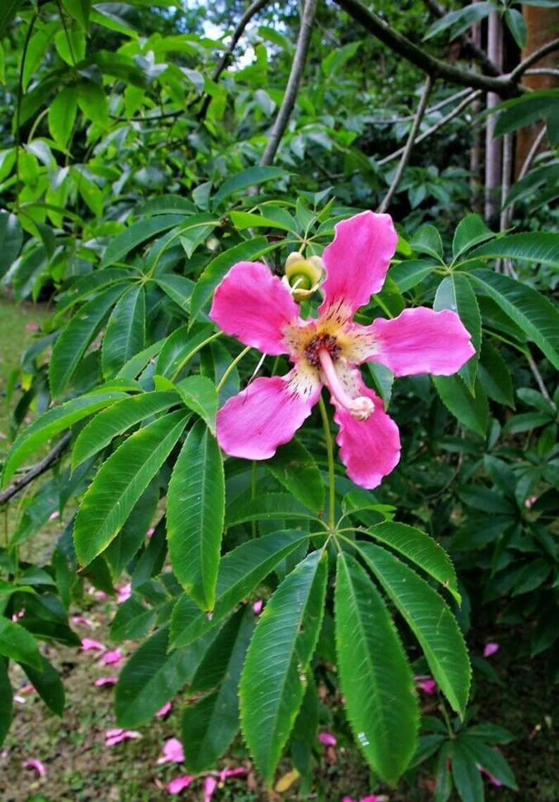 Chorisia speciosa 10 seeds seeds Ceiba speciosa Tree Bottle of false Kapok image 3