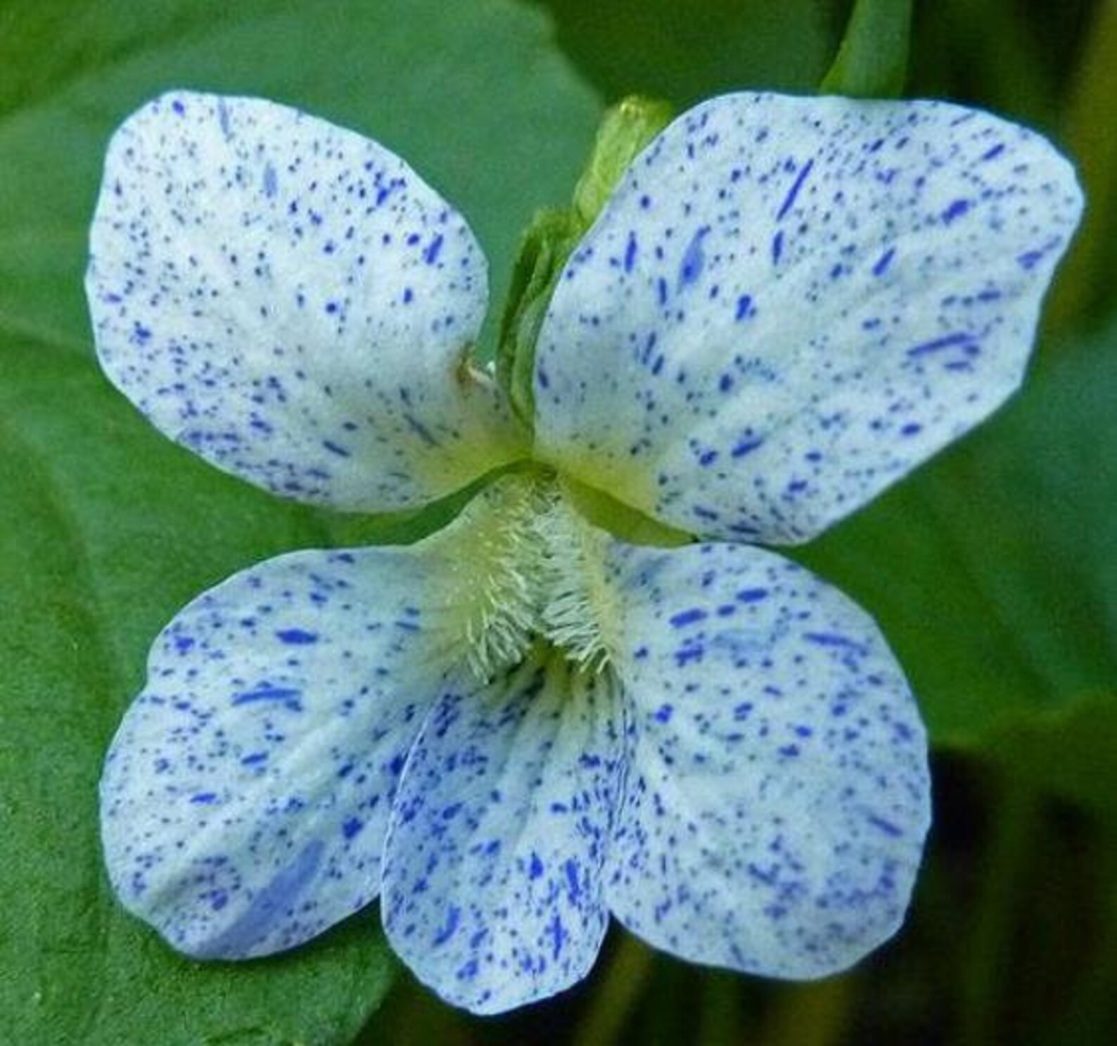 10 Viola Sororia Freckles Seeds Carijó Violet Freckle | Etsy