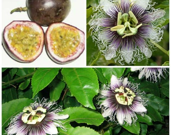 Passiflora edulis f. edulis - Granadilla Morada Dulce - 10 Semillas Frescas - Maracuyá