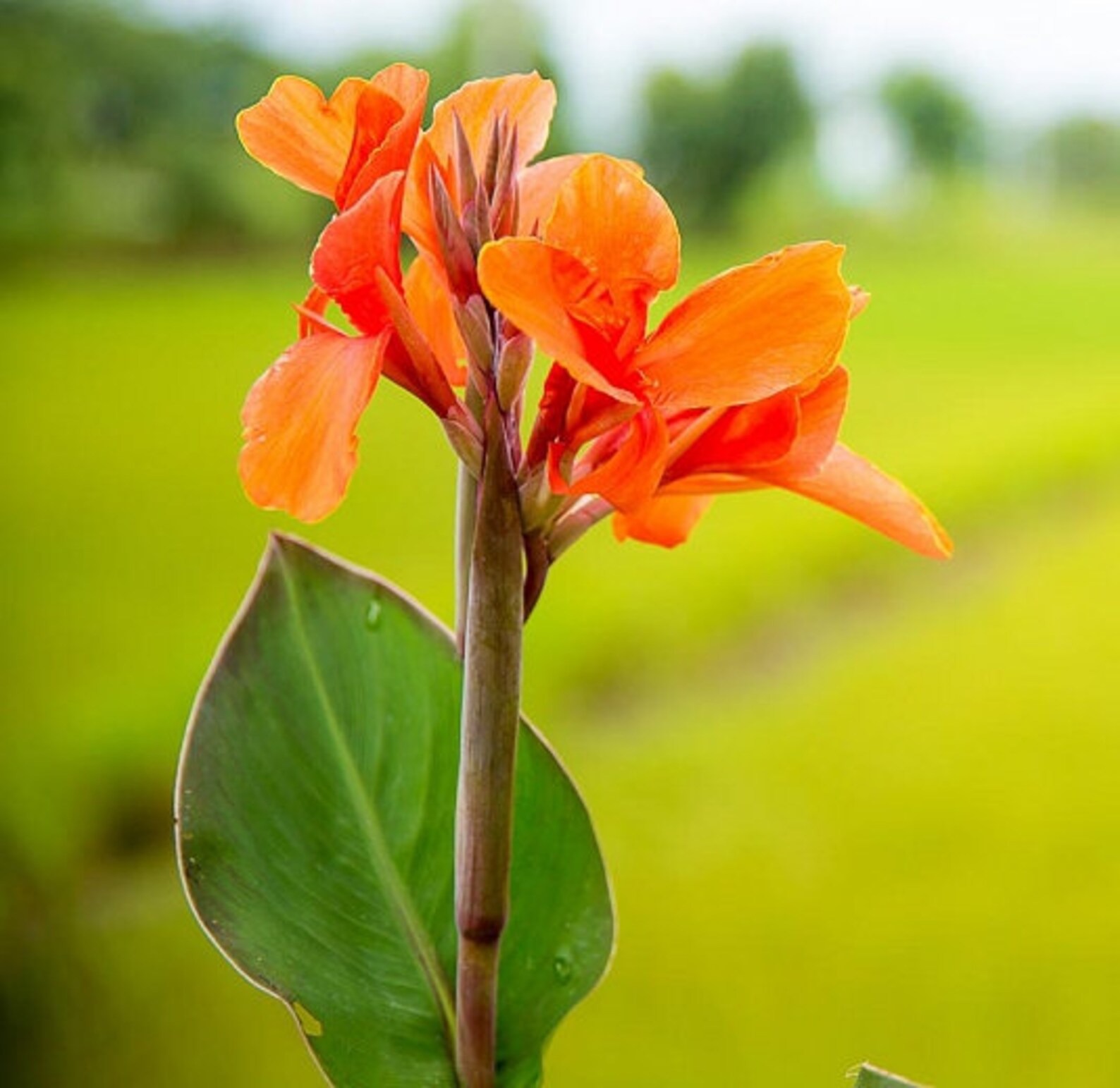 Canna Jaegeriana Orange Canna Lily 5 Seeds Etsy Canada