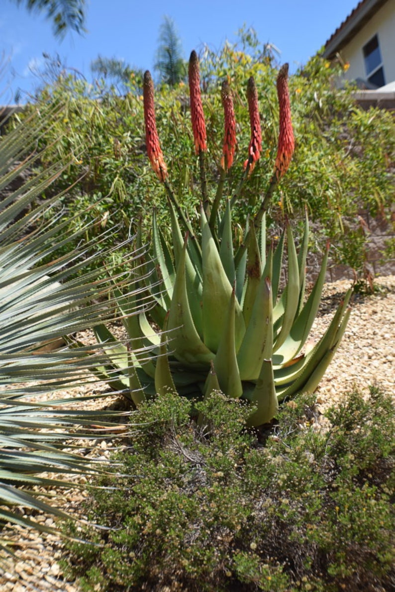 Aloe reitzii 10 Seeds Very Rare Succulent Beautiful Cactus image 2