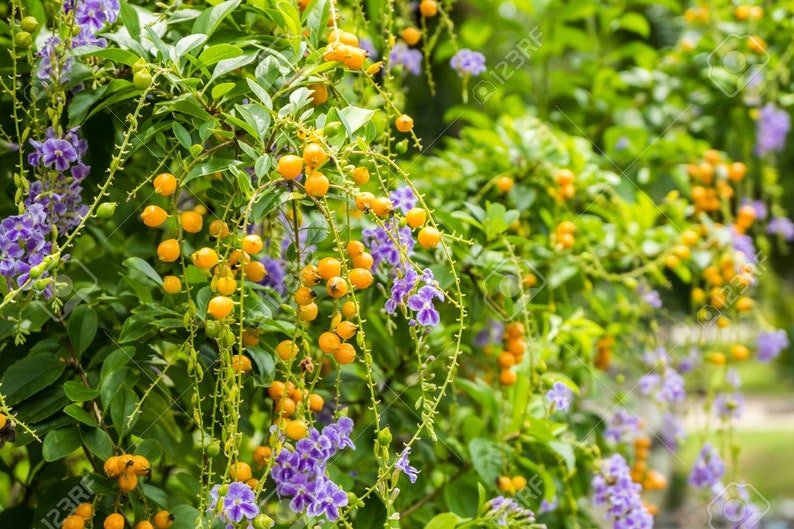 Duranta erecta Golden Dewdrop 5 Seeds image 1