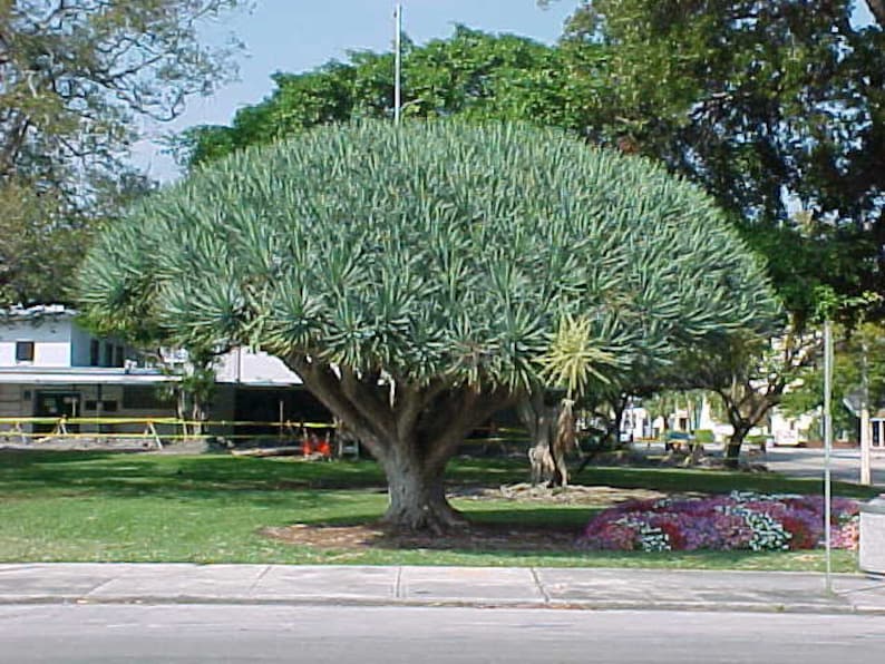 Dracaena Draco Dragon Blood Tree Seeds Very Fresh Seeds Etsy Dracaena Draco Dragon Blood Tree Seeds Very Fresh Seeds Etsy