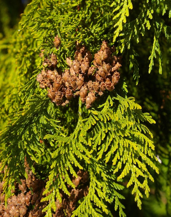 Buy Thuja Plicata, Western Red Cedar - 100 to 1000 Seeds Online in India -  Etsy