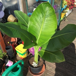 Flore Office Pianta Artificiale Banano Da Interno 100 Cm - Finto Albero Tropicale Di Lusso In Vaso Per Casa E Ufficio