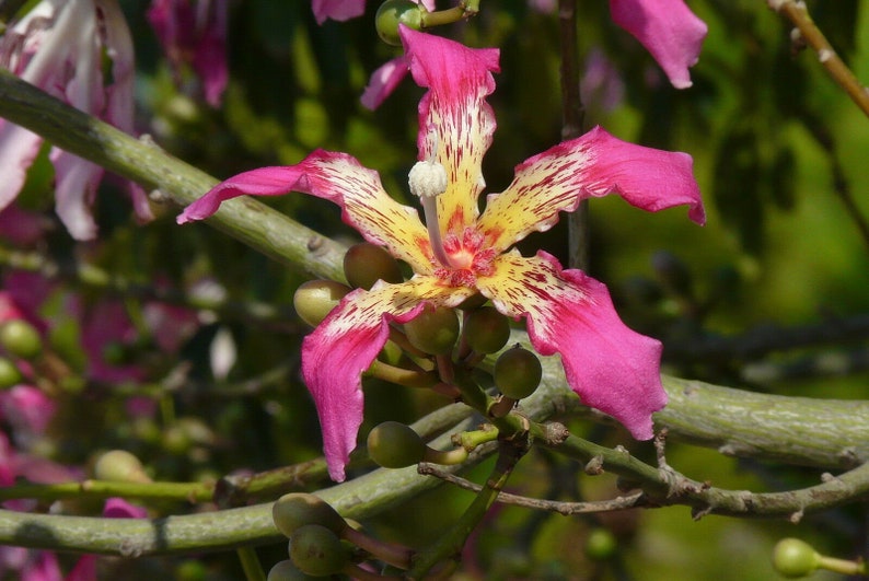 Chorisia speciosa 10 seeds seeds Ceiba speciosa Tree Bottle of false Kapok image 7