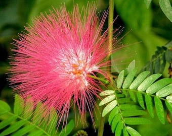 25 Grams of Seeds of Rain Tree (albizia Saman) or About 138 Seeds