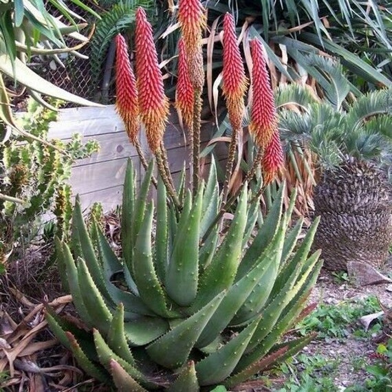 Aloe aculeata Ngopanie アロエ アクレアータゴッパニー Aloe Aculeata, Ngopanie Aloe - 10 Seeds - Etsy Finland