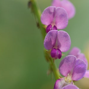 Desmodium gangeticum Seeds Salparni 10 Seeds image 6