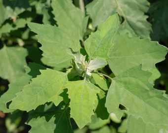 Organic Lambs Quarters Seeds (Chenopodium album) Fresh Harvest - 100 Seeds