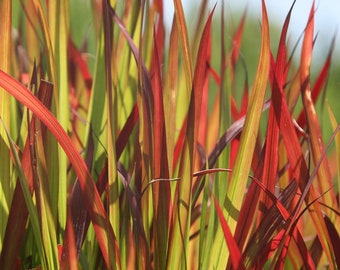 Imperata Cylindrica Rubra (red baron) Seeds - Japanese Blood Grass