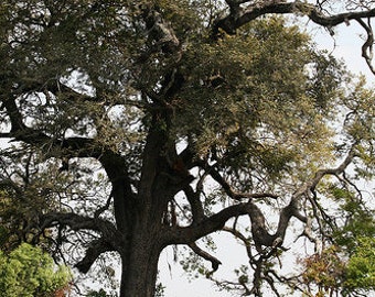 Dalbergia Melanoxylon - Ébano Negro, Ebony Africano, Mpingo, African - Foto 4