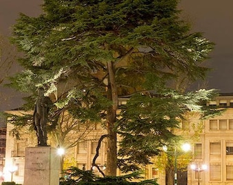 il_340x270.2120455927_6z9f.jpg