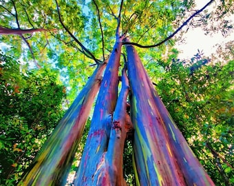 Semi di Eucalyptus deglupta, Eucalipto arcobaleno, Bellissimo albero raro