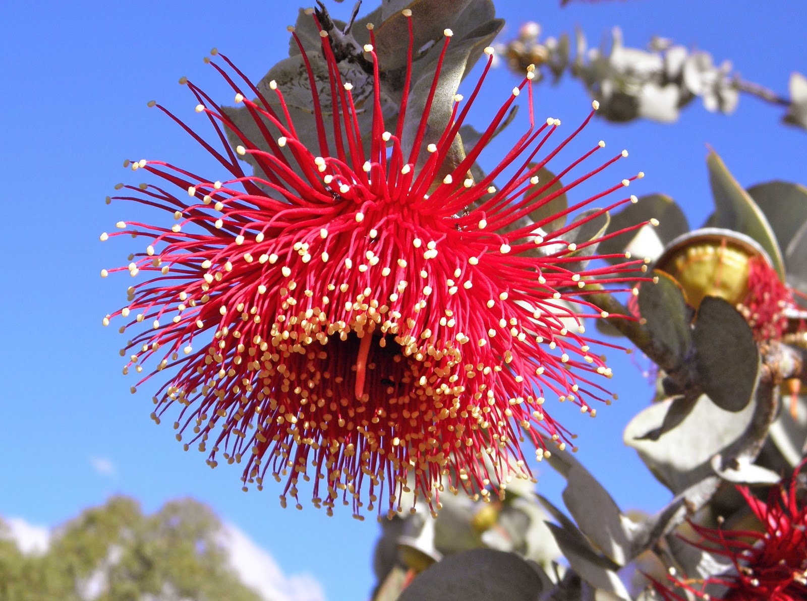 Eucalyptus rhodantha